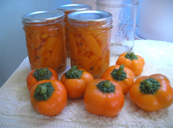 Canned carrots with doe hill pepper harvest.