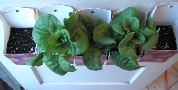 Lettuce and Spinach growing in milk cartons hanging on the door.